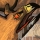 Gryphon_Man