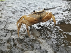 Eatapanini