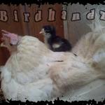 Birdhandz